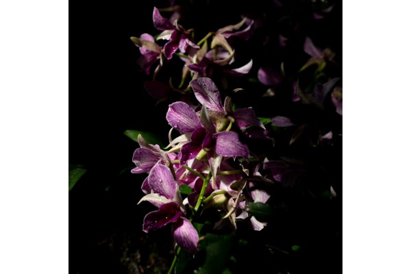 Náplň do katalytické lampy BLACK ORCHID (černá orchidej), 500 ml Náplň do katalytické lampy BLACK ORCHID (černá orchidej), 500 ml